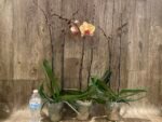 Double Spikes Phalaenopsis Gold Diamond (4.5" pot) - Image 7