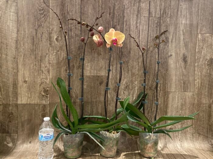 Double Spikes Phalaenopsis Gold Diamond (4.5" pot) - Image 7