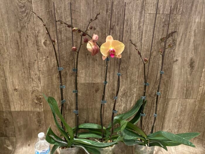 Double Spikes Phalaenopsis Gold Diamond (4.5" pot) - Image 8