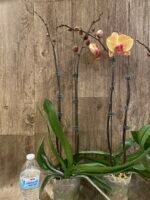 Double Spikes Phalaenopsis Gold Diamond (4.5" pot) - Image 9