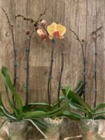 Double Spikes Phalaenopsis Gold Diamond (4.5" pot) - Image 10