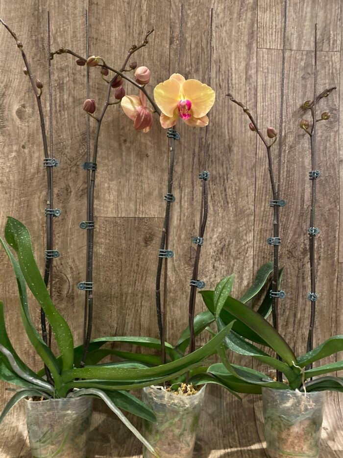 Double Spikes Phalaenopsis Gold Diamond (4.5" pot) - Image 10