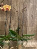 Double Spikes Phalaenopsis Gold Diamond (4.5" pot) - Image 11