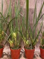 Fragrant - Maxiliaria tenuifolia Yellow ‘Yamada’ AM/AOS (Sweet Coconut Fragrance)  (3” pot) - Image 10