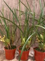 Fragrant - Maxiliaria tenuifolia Yellow ‘Yamada’ AM/AOS (Sweet Coconut Fragrance)  (3” pot) - Image 11