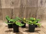Paphiopedilum Iona