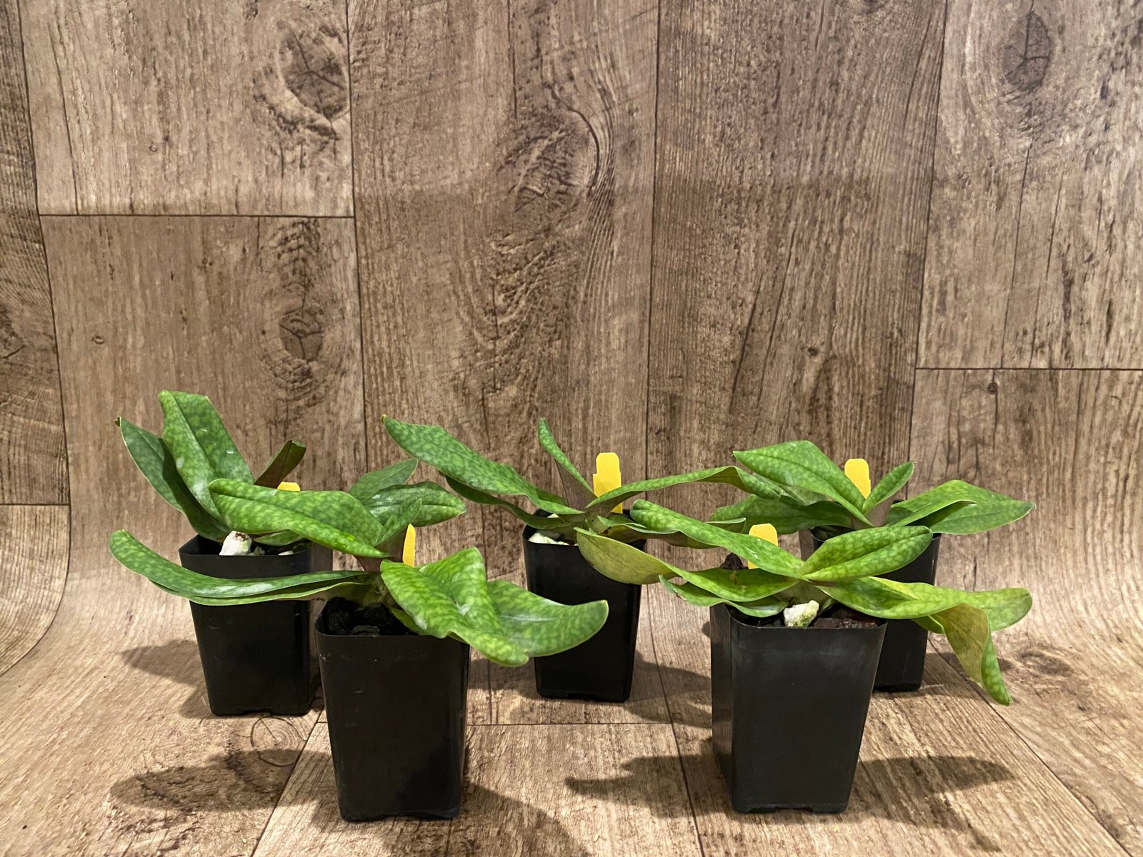 Paphiopedilum Iona Paphiopedilum Iona