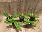 Paphiopedilum Iona - Blooming Size (2” pot) - Image 4
