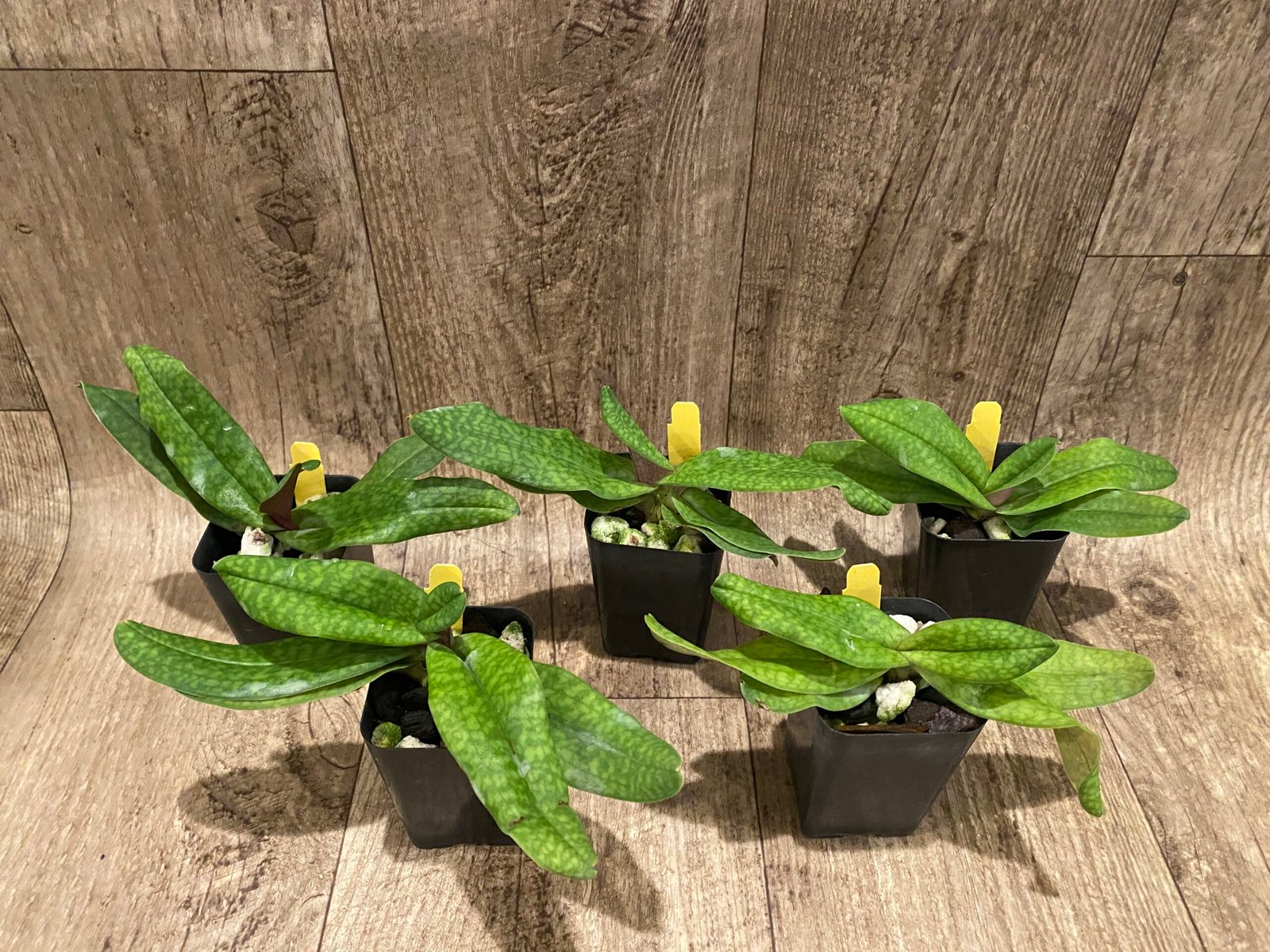 2025-08-14 07-22-24 Paphiopedilum Iona - Blooming Size (2” pot) - Image 4