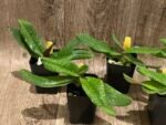 Paphiopedilum Iona - Blooming Size (2” pot) - Image 5