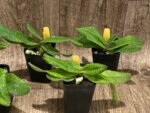 Paphiopedilum Iona - Blooming Size (2” pot) - Image 6