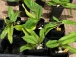 Paphiopedilum Iona - Blooming Size (2” pot) - Image 7