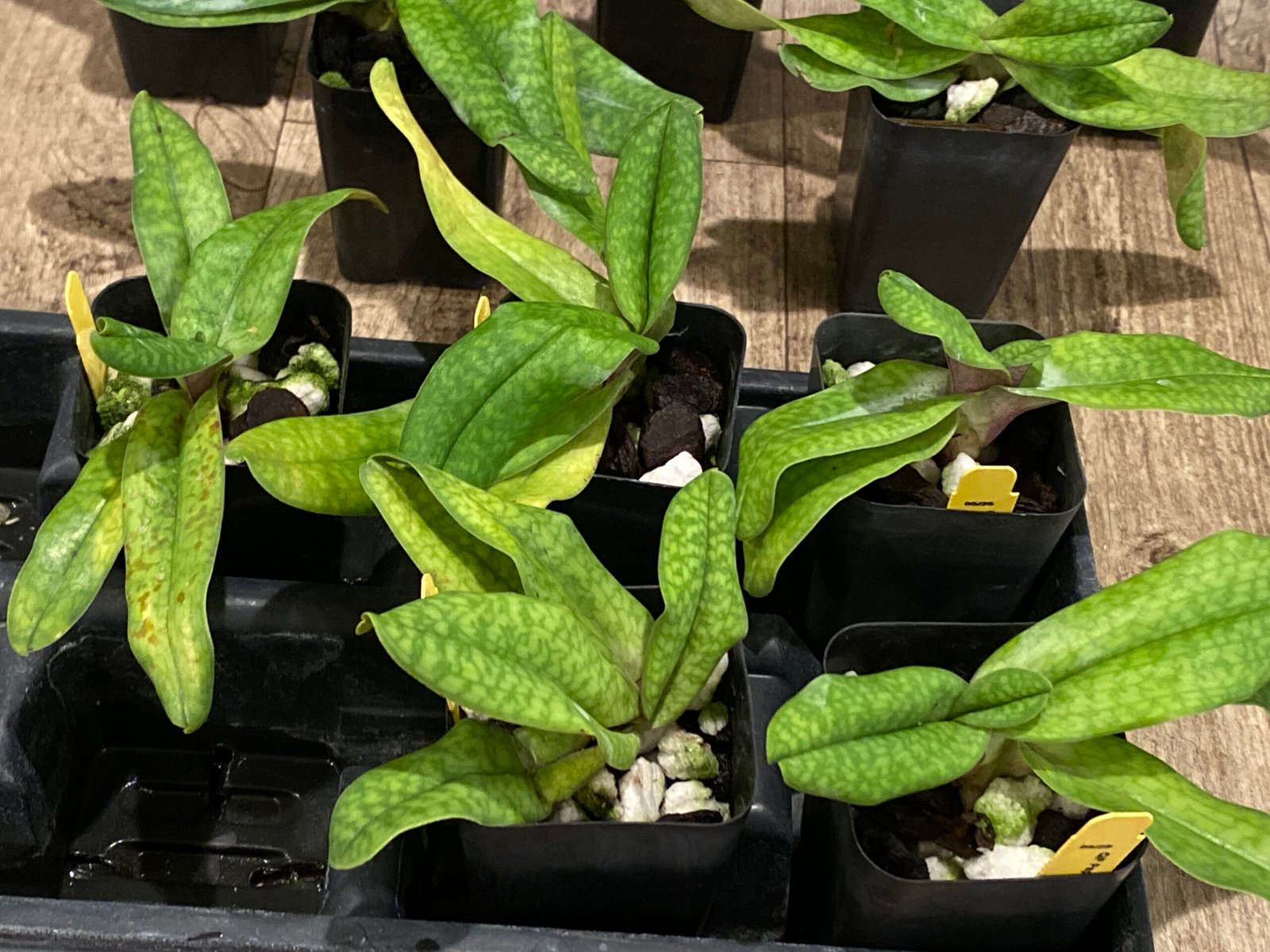 2025-08-14 07-22-42 Paphiopedilum Iona - Blooming Size (2” pot) - Image 7