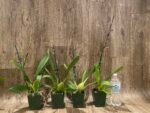 In Spike Oncidium Martin Leather 'Berrylicious' (3.5” pot) - Image 5