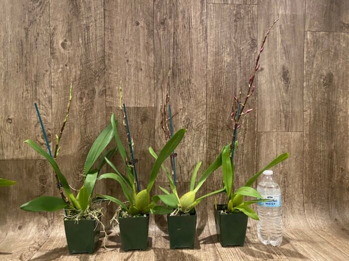 In Spike Oncidium Martin Leather 'Berrylicious' (3.5” pot) - Image 5