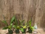 In Spike Oncidium Martin Leather 'Berrylicious' (3.5” pot) - Image 6