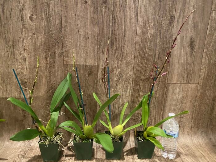 In Spike Oncidium Martin Leather 'Berrylicious' (3.5” pot) - Image 6