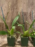 In Spike Oncidium Martin Leather 'Berrylicious' (3.5” pot) - Image 7