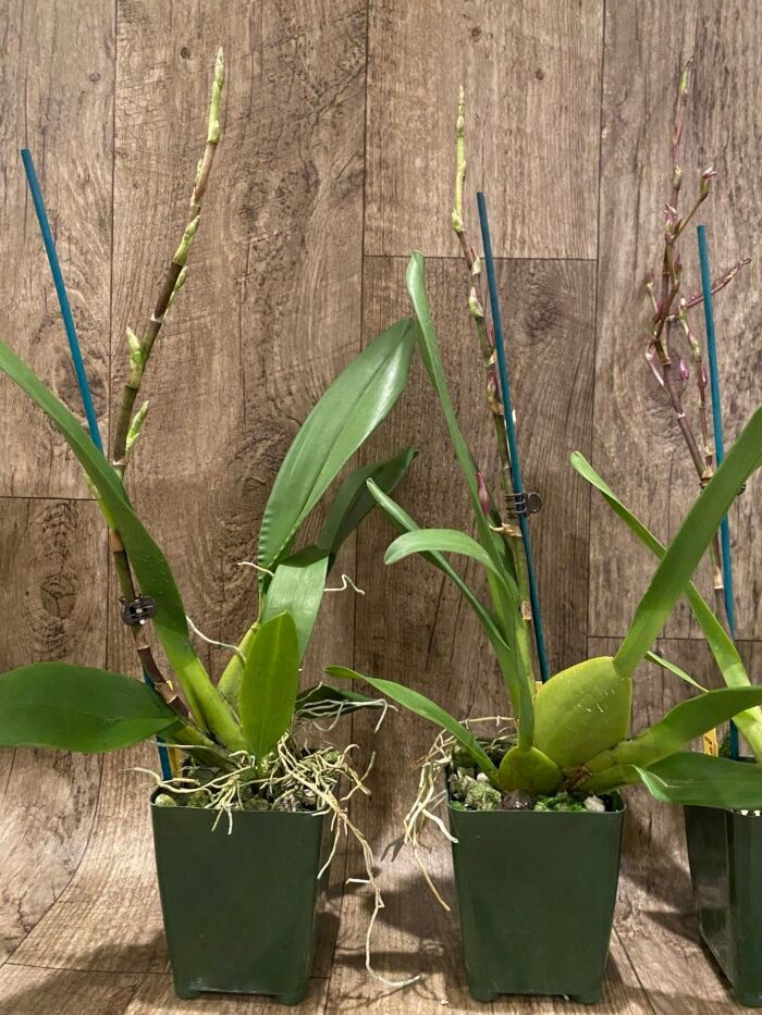 In Spike Oncidium Martin Leather 'Berrylicious' (3.5” pot) - Image 7