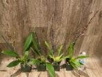 In Spike Oncidium Martin Leather 'Berrylicious' (3.5” pot) - Image 9