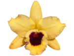 Dendrobium Tianmu Huangdi (4” pot) - Image 2