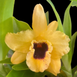 Dendrobium Tianmu Huangdi (4” pot) - Image 3