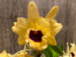 Dendrobium Tianmu Huangdi (4” pot) - Image 4