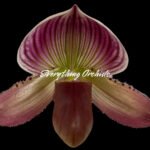 In Spike Paphiopedilum (Hilo Jewel × Hsinying Citron x (Hsinging Citron x Pat Rowland) (2.5” pot)