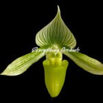 In Spike Paph. Maudiae (Maukuli-Curtisii) x Maudiae 'Napa Valley' HCC/AOS (3.5" pot)