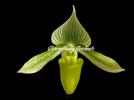 Paph. Maudiae (Maukuli-Curtisii) x Maudiae 'Napa Valley' HCC/AOS (3.5" pot)