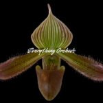 In Spike Paph. urbanianum x acmodontum (3.5” pot)