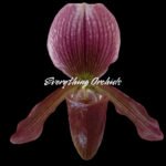 Paph. QF Kalipa (Vexillarium x fairrieanum)