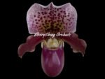 IN SPIKE Paph. Henryanum 'Dark Nick x Kita' x Charlesworthii 'Miao Hua' x 'MH-Chili’ (3.5” Pot) - Image 2