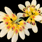 Bulbophyllum auratum