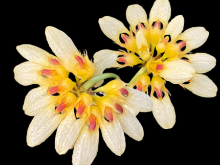 Bulbophyllum auratum