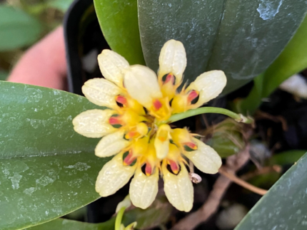 Bulbophyllum auratum