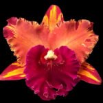 Cattleya Hey Song
