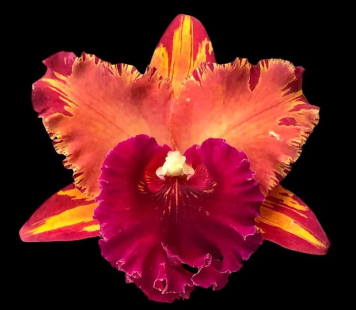 Cattleya Hey Song
