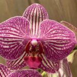 Phalaenopsis - New Hybrid Pink Stripes in Flower 4" pot