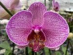 Double Spikes Phalaenopsis I-Hsin Red Angel (4.5" Pot)