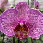 Double Spikes Phalaenopsis I-Hsin Red Angel (4.5" Pot)