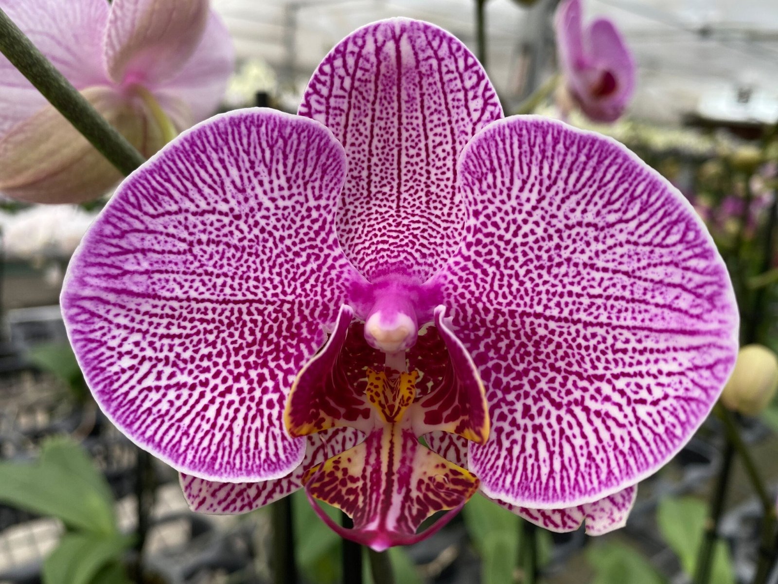 il_fullxfull.3242142156_2vqg.jpg Double Spikes Phalaenopsis I-Hsin Red Angel (4.5" Pot) - Image 1