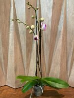 Double Spikes Phalaenopsis I-Hsin Red Angel (4.5" Pot) - Image 3