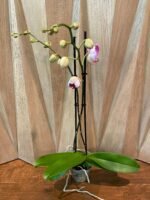 Double Spikes Phalaenopsis I-Hsin Red Angel (4.5" Pot) - Image 4