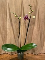 Phalaenopsis Large White with Purple Dots 2 Spikes 30" H - Image 3