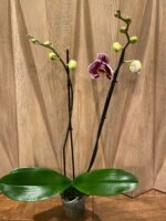 Phalaenopsis Large White with Purple Dots 2 Spikes 30" H - Image 4
