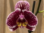 Phalaenopsis Large White with Purple Dots 2 Spikes 30" H - Image 2