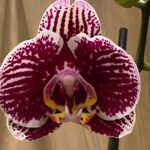 Phalaenopsis Large White with Purple Dots 2 Spikes 30" H