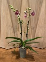 Phalaenopsis - Rare Light Green with Purple Dots 2 Spikes 3.5" pot - Image 6
