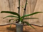 Phalaenopsis - Rare Light Green with Purple Dots 2 Spikes 3.5" pot - Image 9